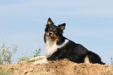 BORDER COLLIE 459